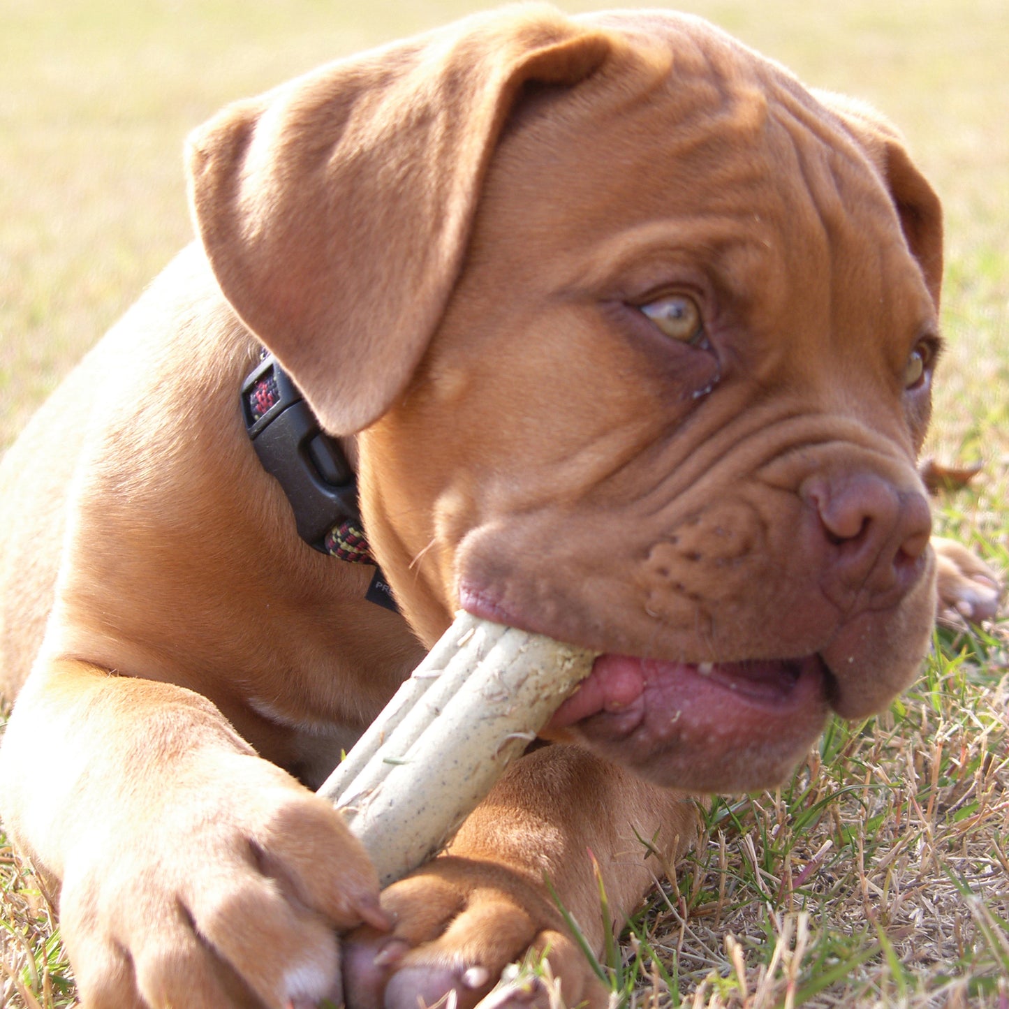 Ziggies Kong S