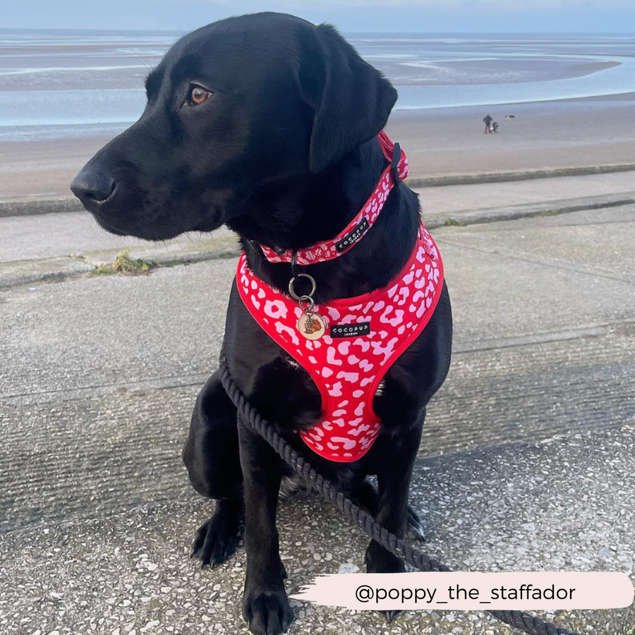 Cocopup Léopard rouge et rose