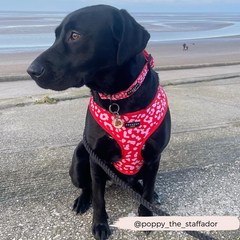 Cocopup Léopard rouge et rose