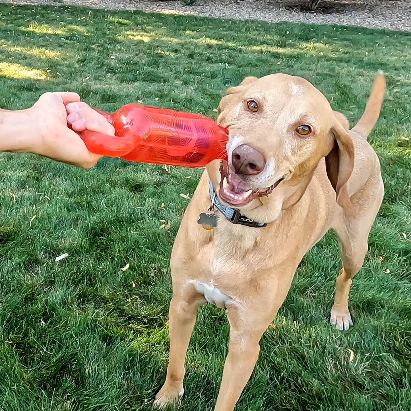 Kong tug jumbler