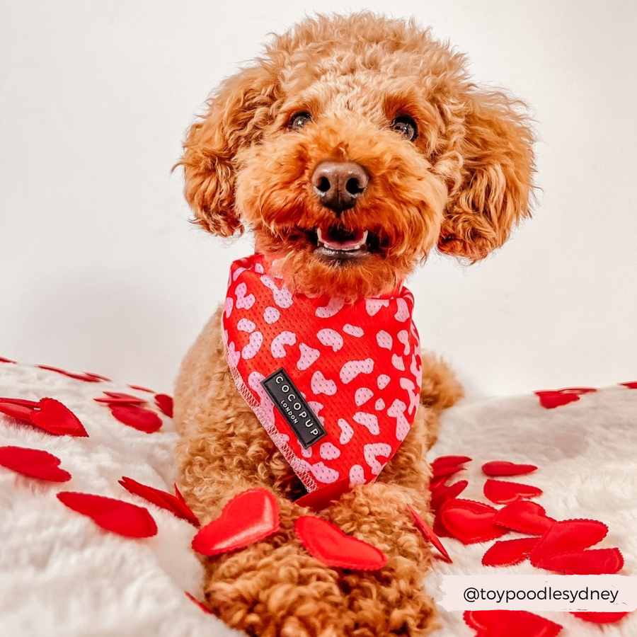 Cocopup Léopard rouge et rose