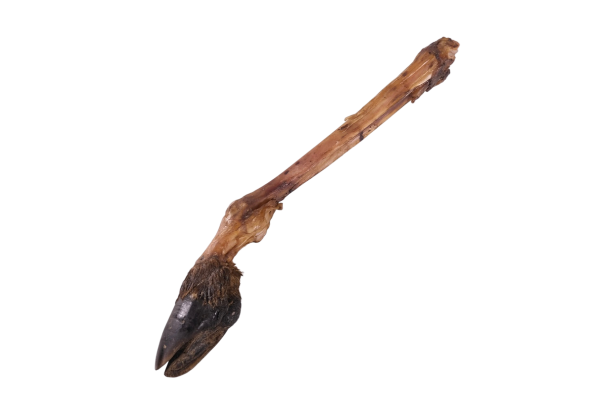 Patte de cerf avec sabot