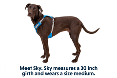 Harnais Ruffwear hi and light blue dusk