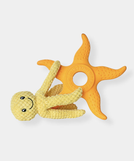 Étoile de mer kiwi Walker