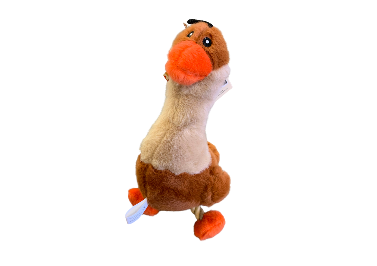 Canard automne