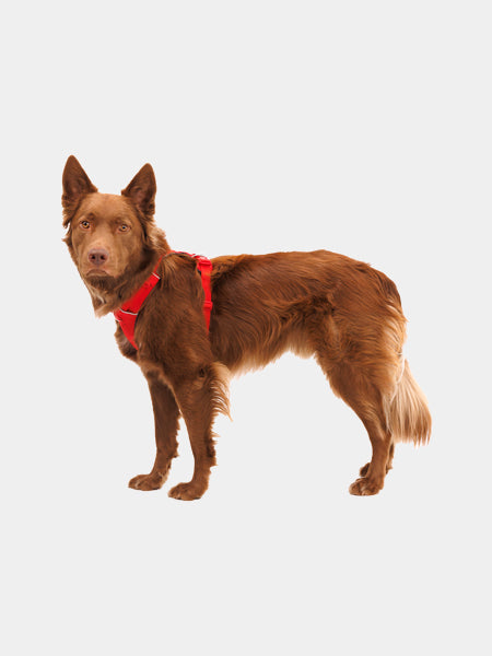 Harnais Ruffwear front range red canyon