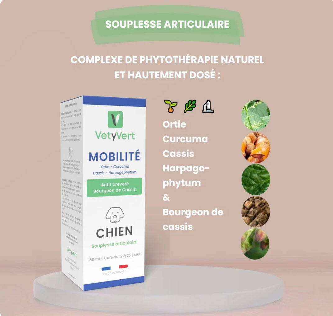 VetYVert mobilité chien