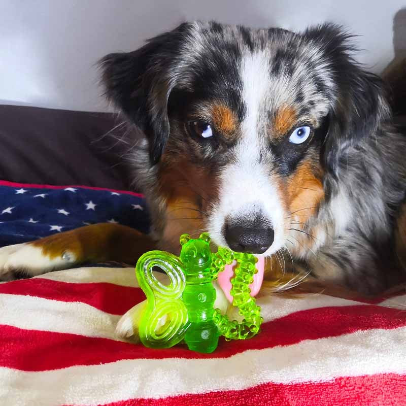 JW BUTTERFLY CHEW