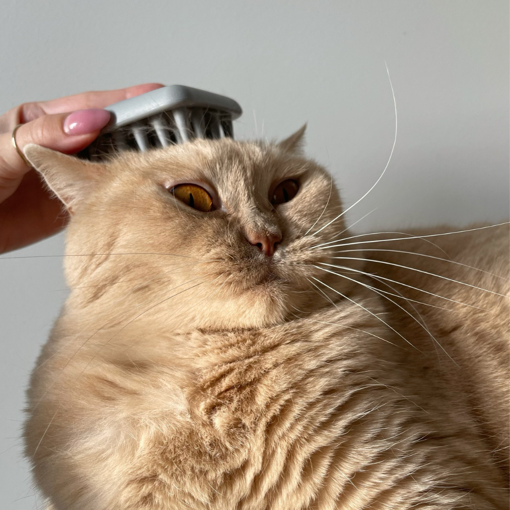 Brosse douce silicone pour chat