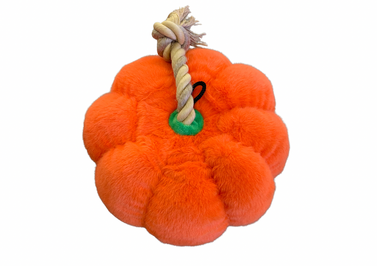 Citrouille automne