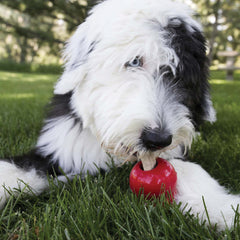 Ziggies Kong M/L