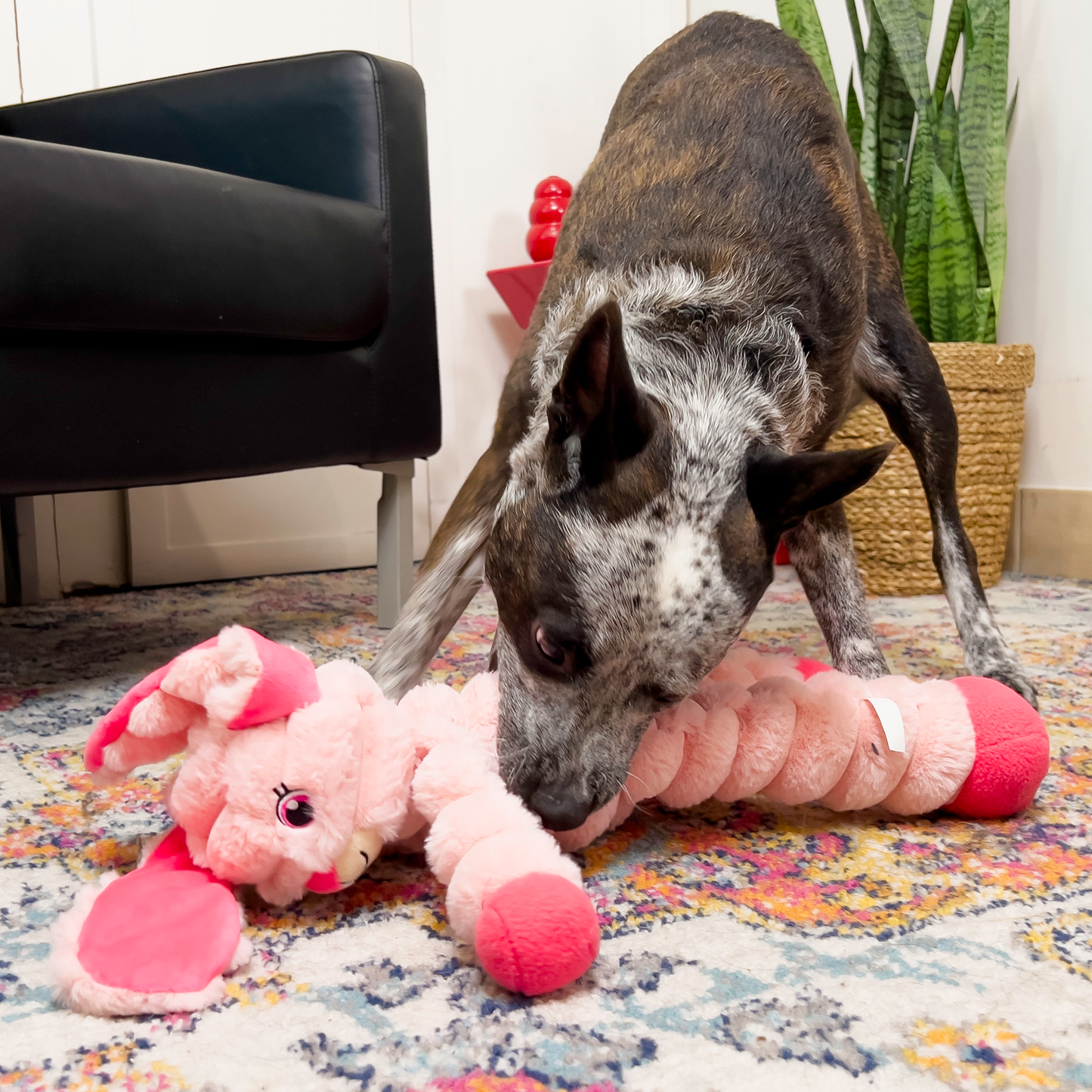 Kong crumples lapin