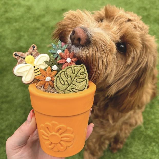 Pot de fleur orange sodapup