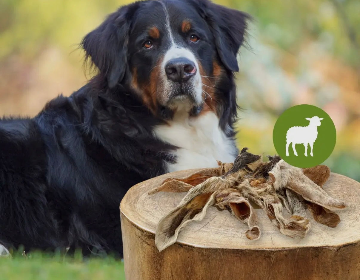 Oreille d’agneau avec poils