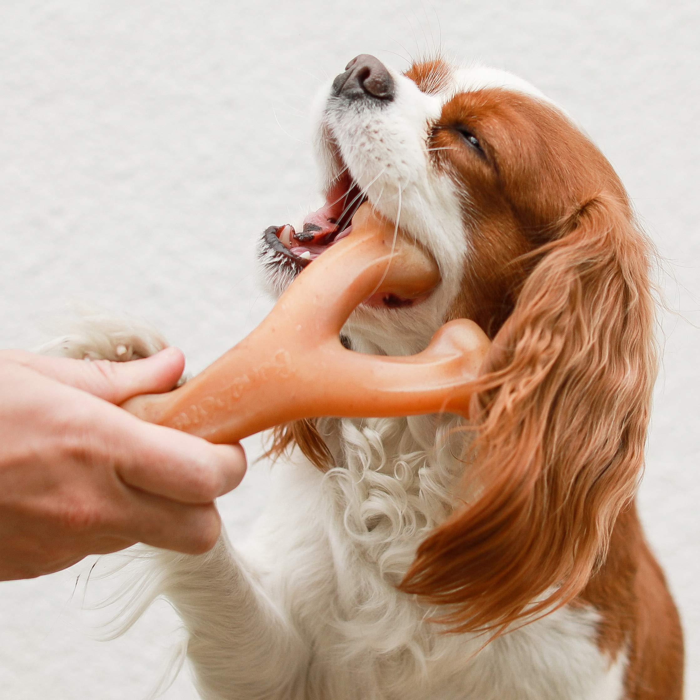 Benebone poulet