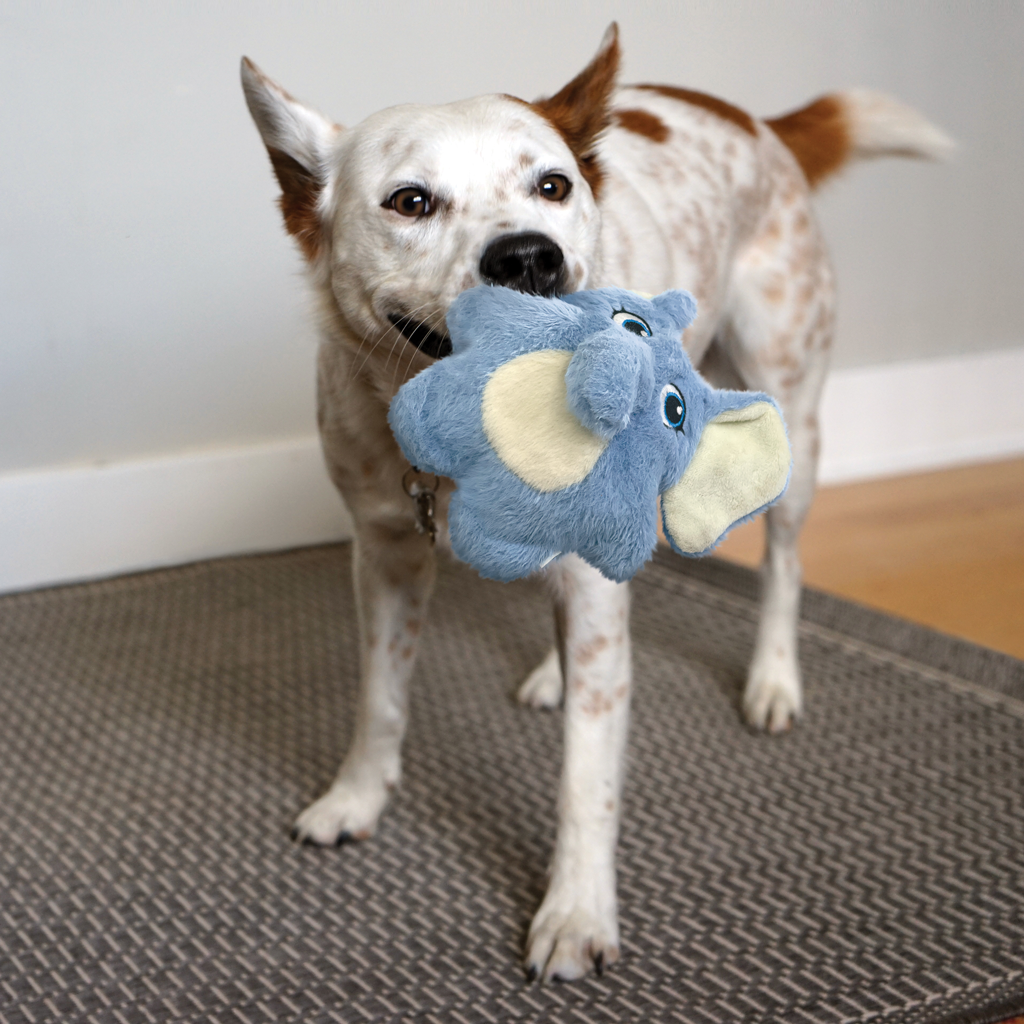 Kong snuzzles éléphant
