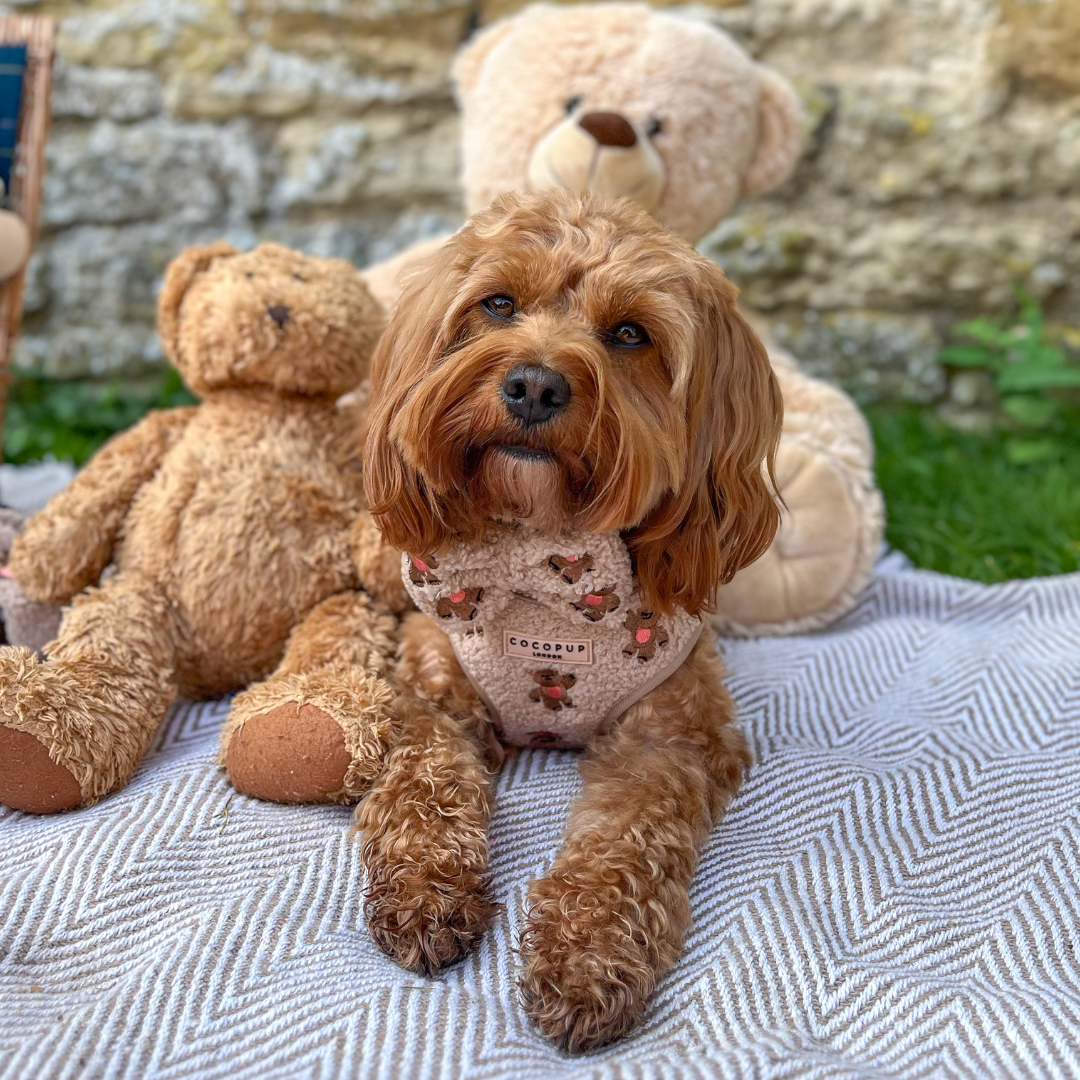 Harnais Théo Teddy Cocopup London