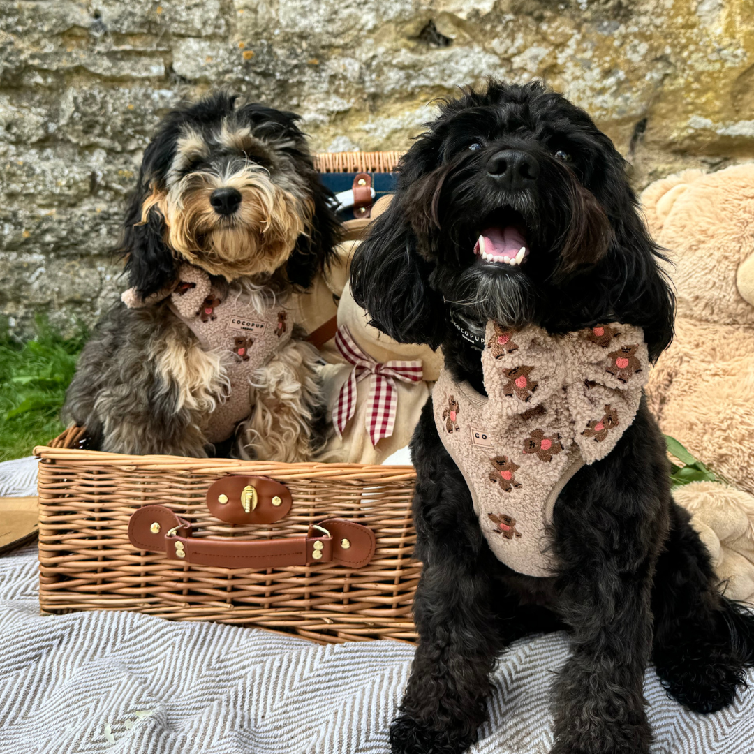 Harnais Théo Teddy Cocopup London