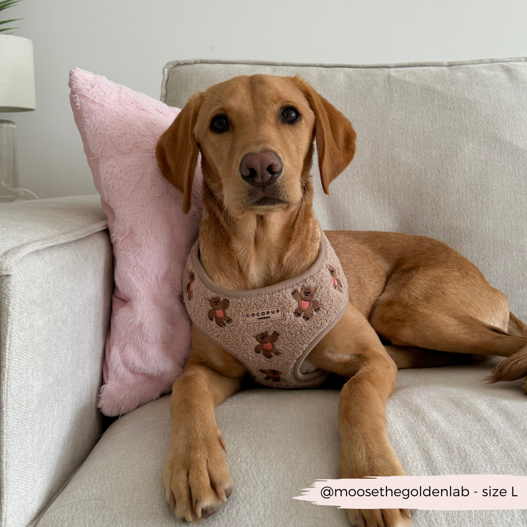 Harnais Théo Teddy Cocopup London