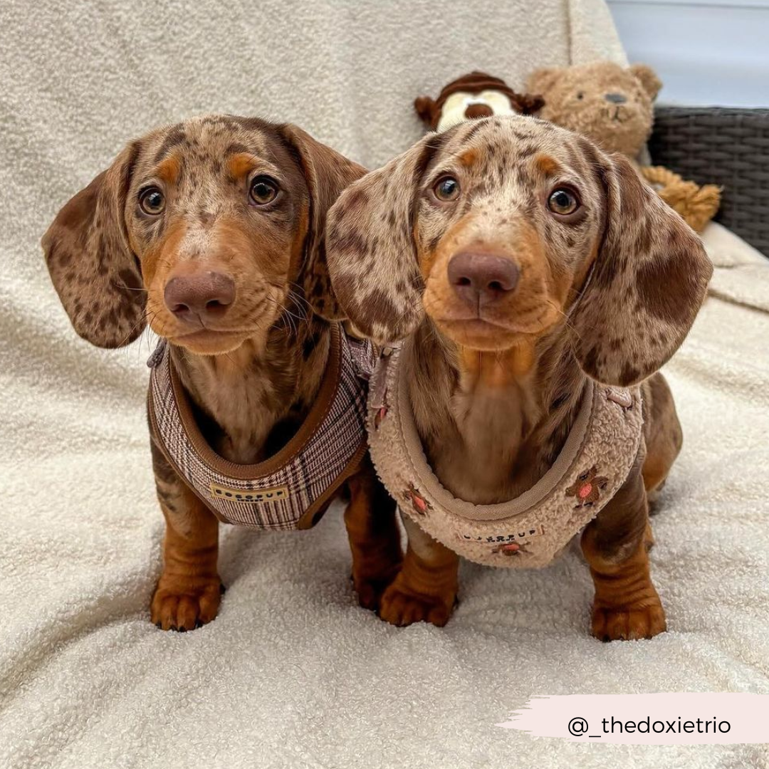 Harnais Théo Teddy Cocopup London