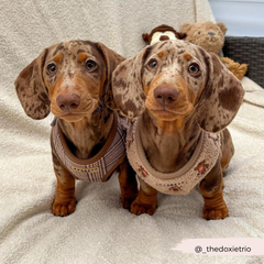 Harnais Théo Teddy Cocopup London