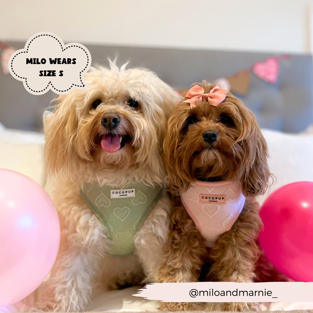 Harnais cœur rose Cocopup London