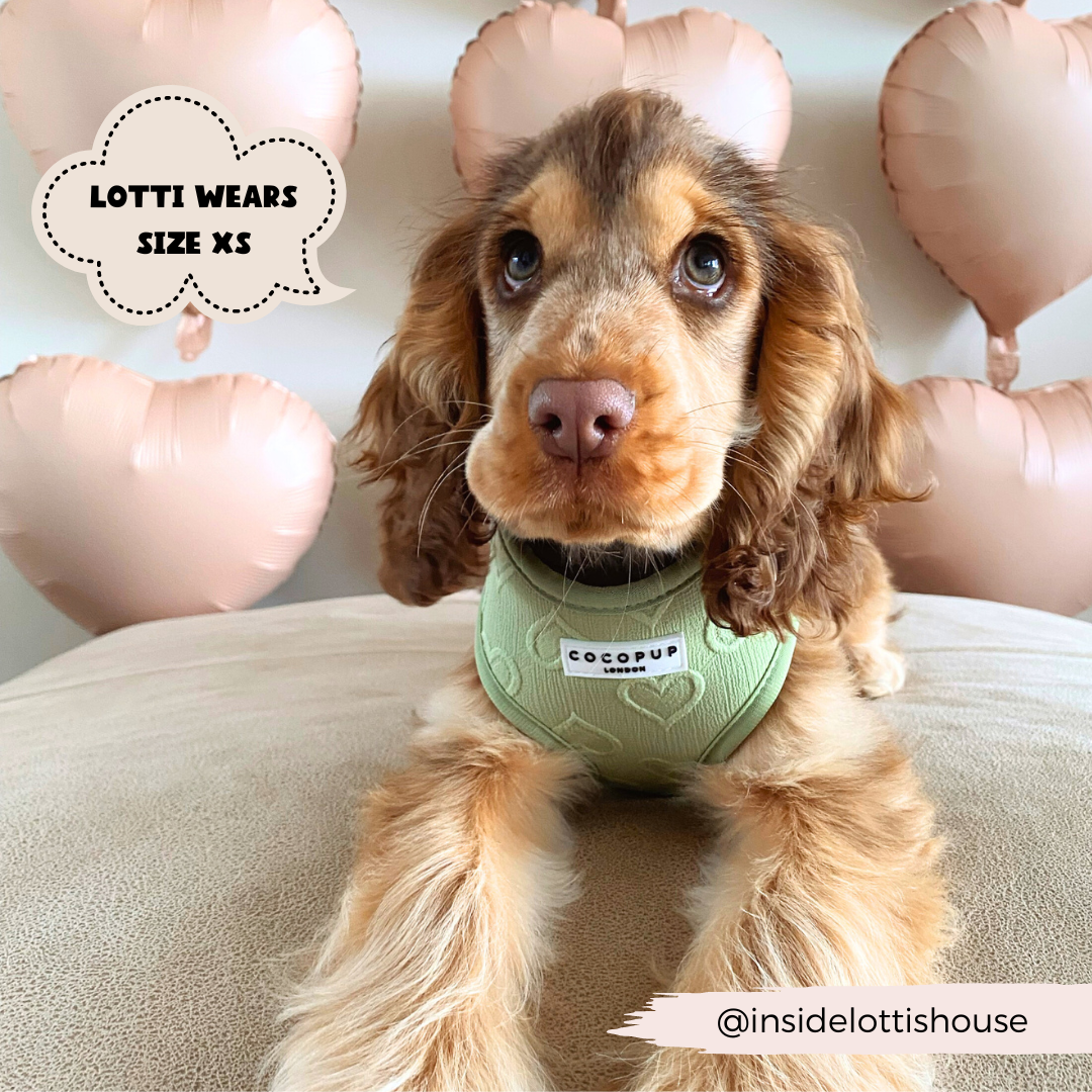 Harnais cœur sauge Cocopup London