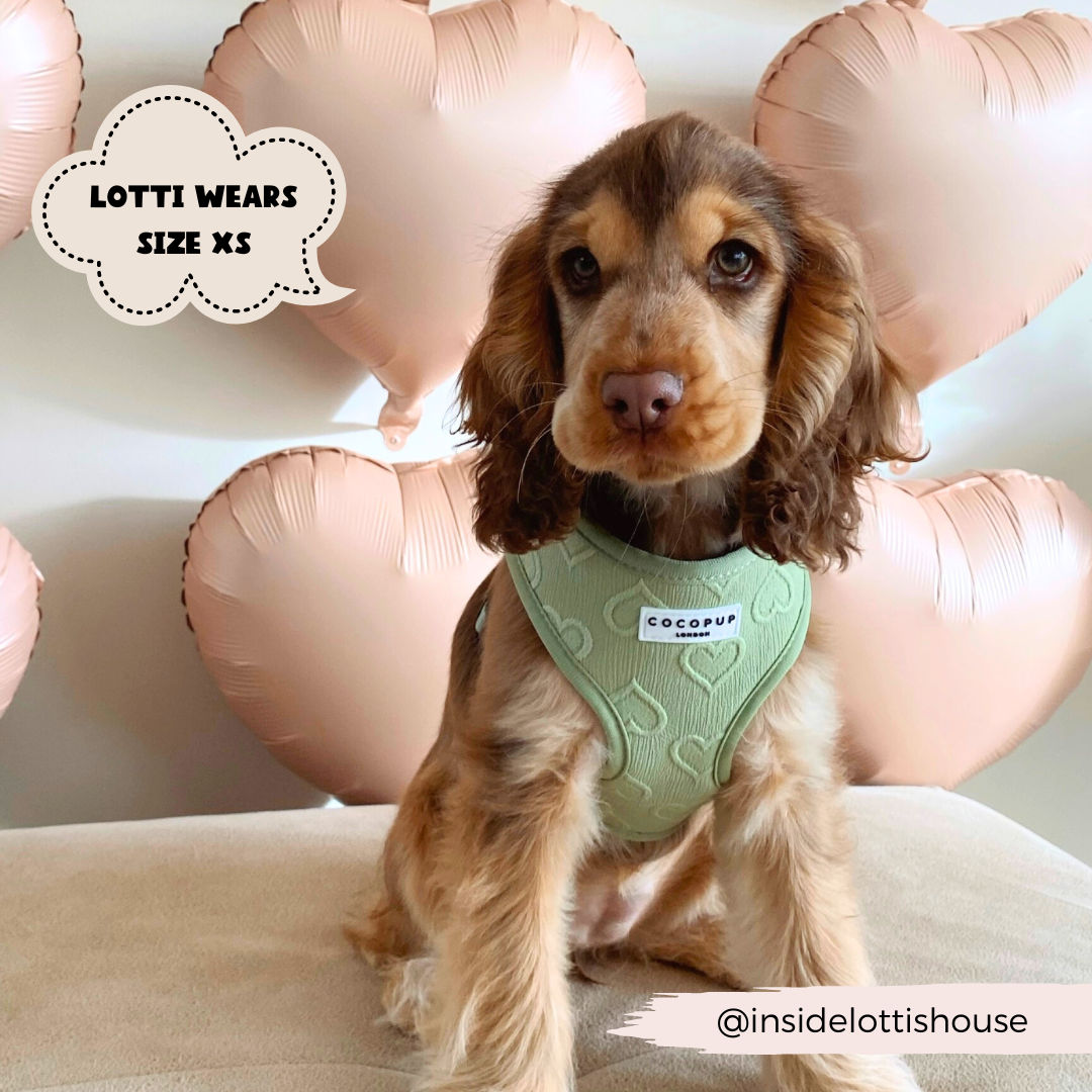 Harnais cœur sauge Cocopup London