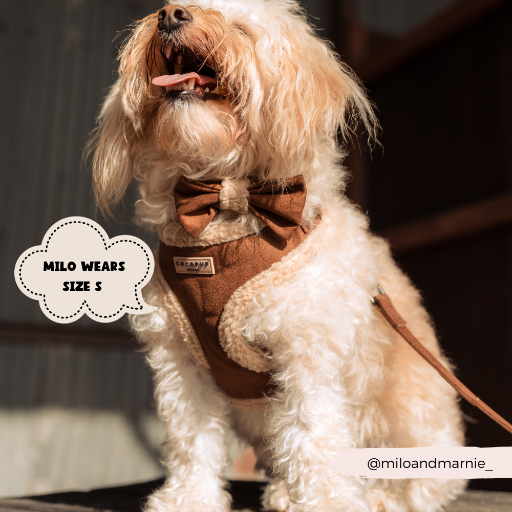 Harnais Aviator brown Cocopup London