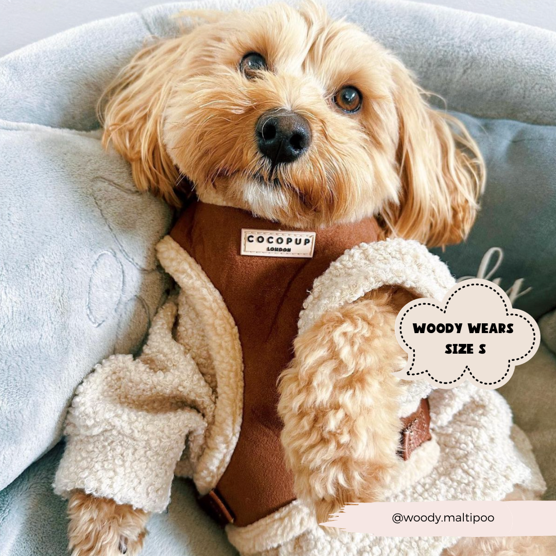 Harnais Aviator brown Cocopup London