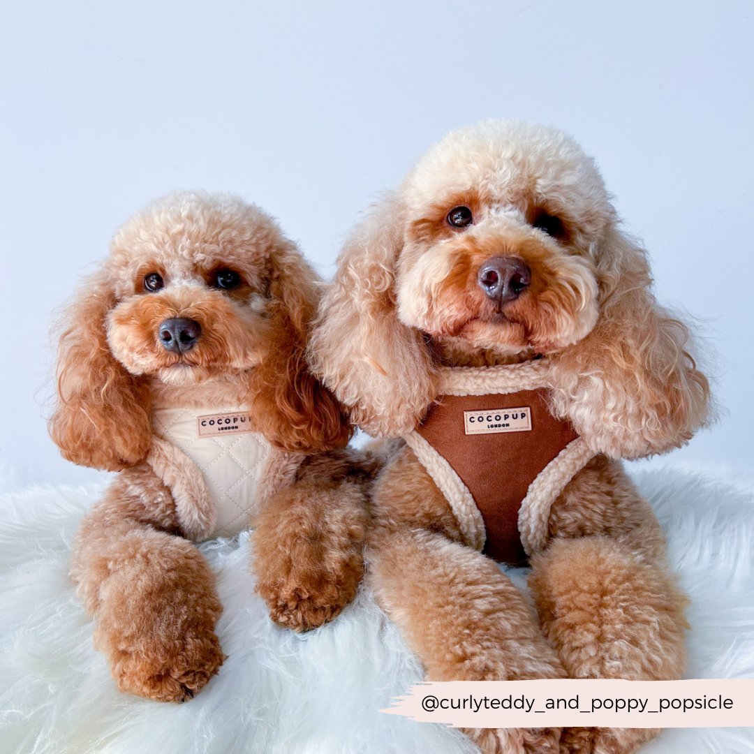 Harnais Aviator brown Cocopup London