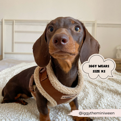 Harnais Aviator brown Cocopup London