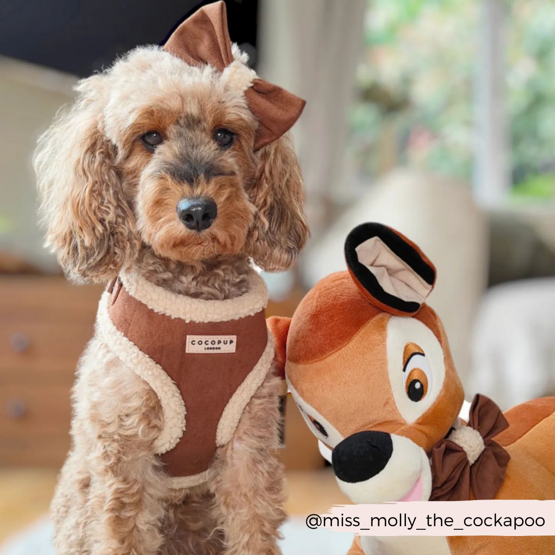 Harnais Aviator brown Cocopup London