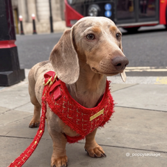 Harnais Red tweed texturé Cocopup London