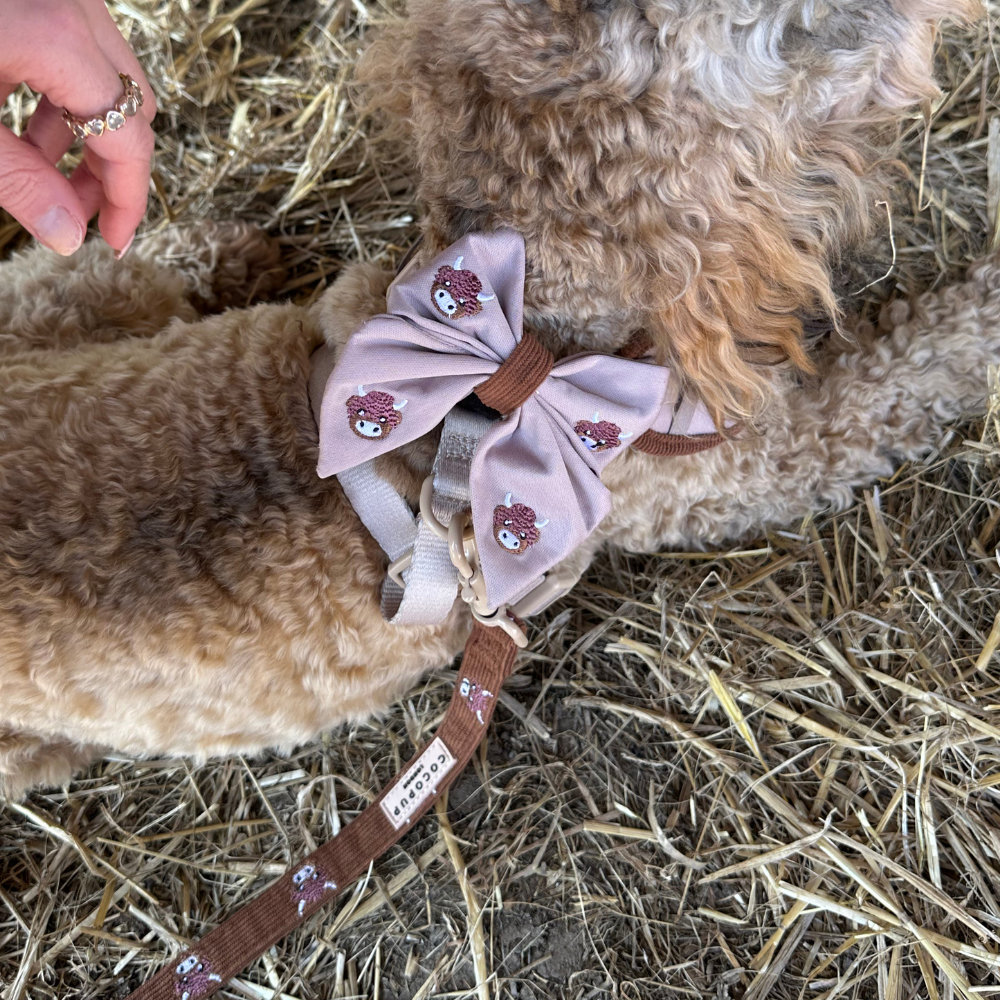 Cocopup Harold The Highland Cow