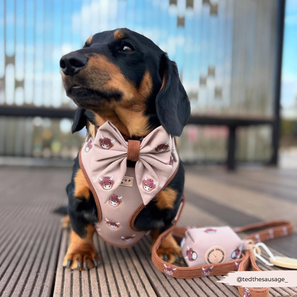 Cocopup Harold The Highland Cow