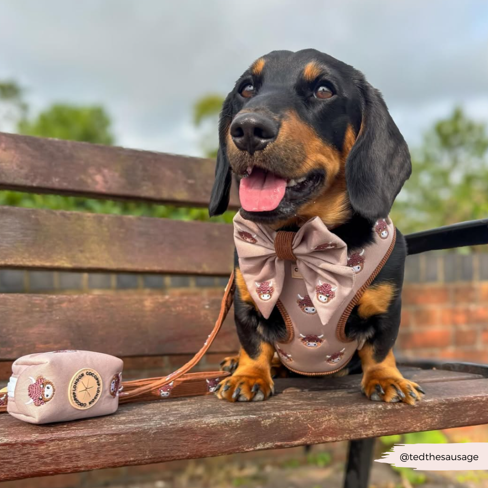 Cocopup Harold The Highland Cow