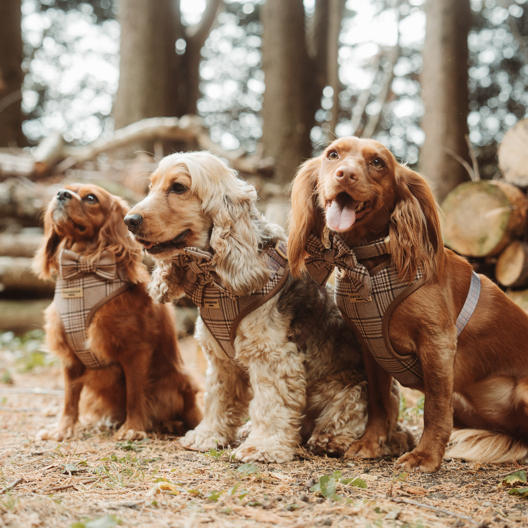 Pup plaid Cocopup London