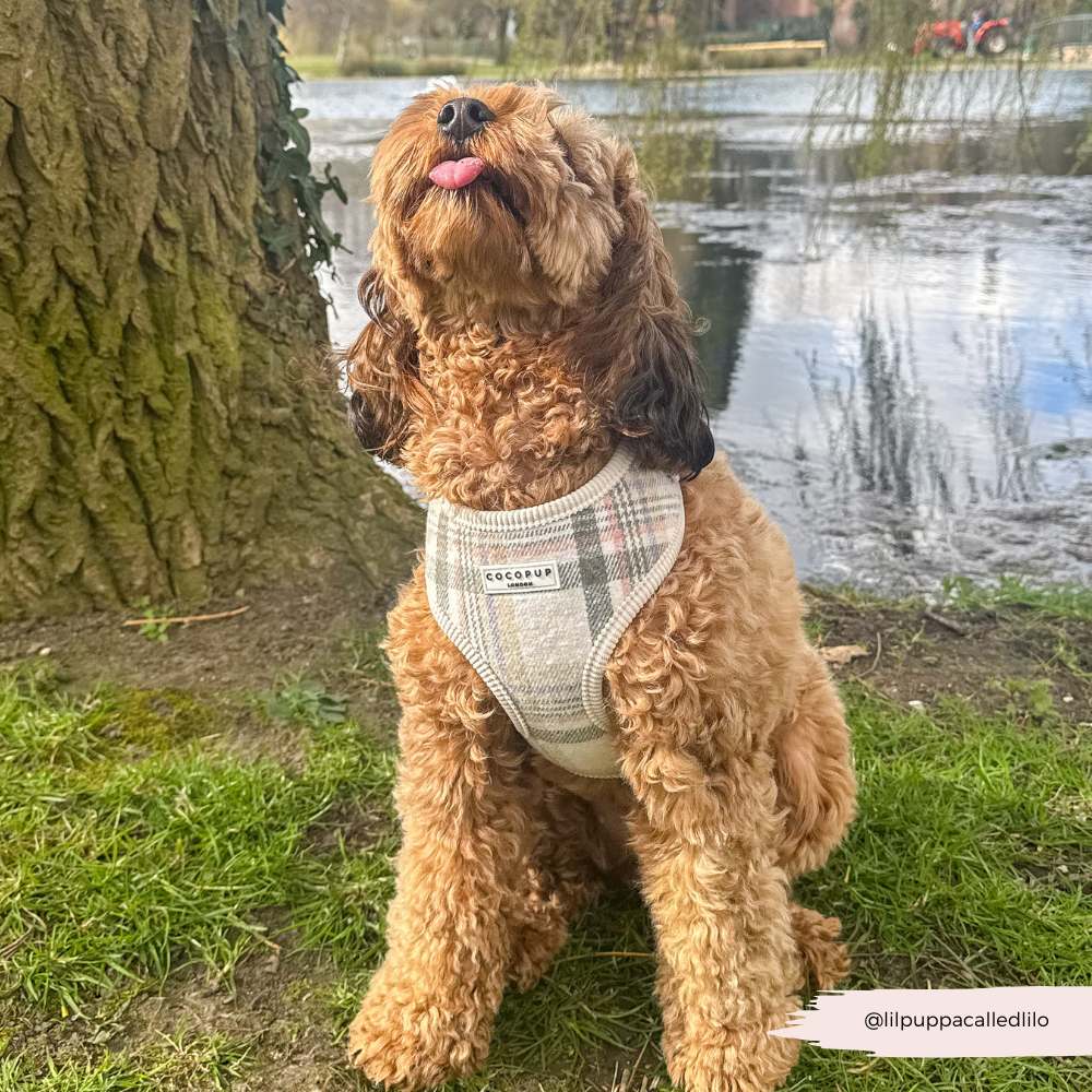 Harnais Cocopup Oxford Plaid