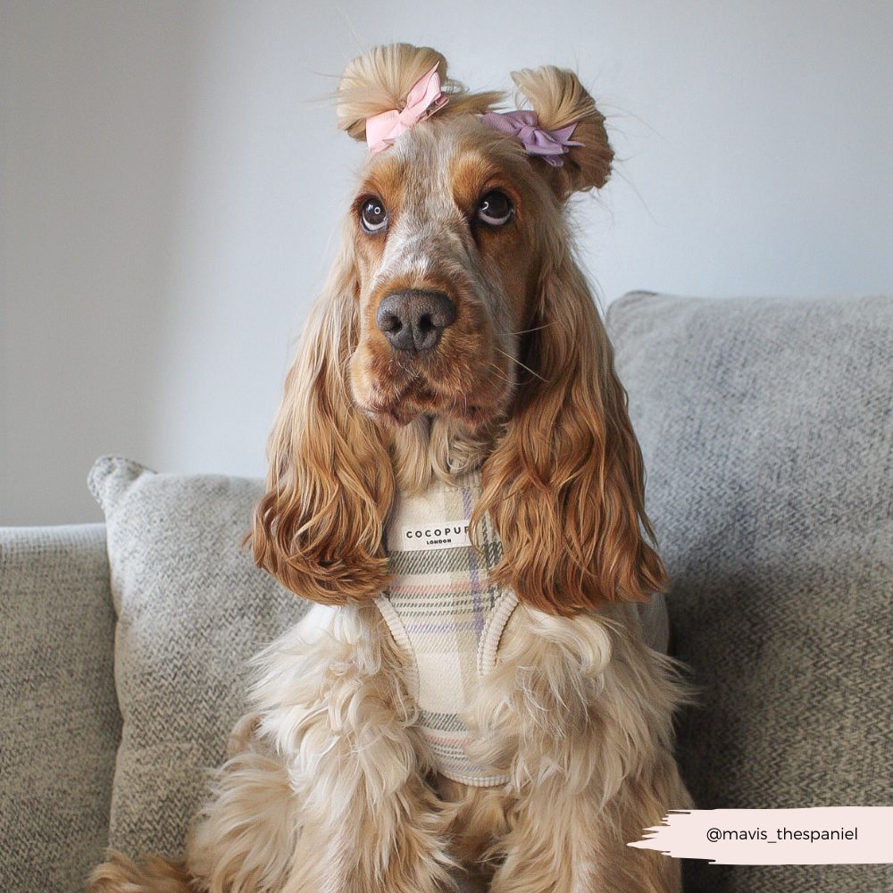 Harnais Cocopup Oxford Plaid