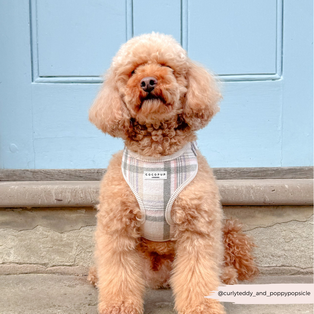 Harnais Cocopup Oxford Plaid