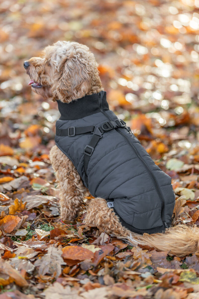 Manteau Pontis avec harnais Bleu