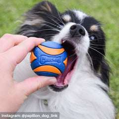 Chuckit Ultra Squeaker Ball