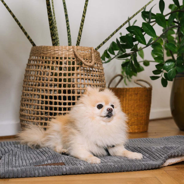 Couverture homey 95 Fantail