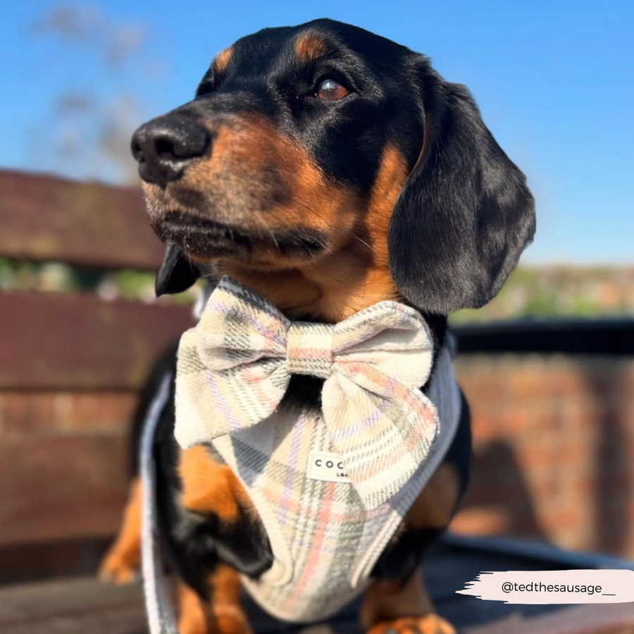 Cocopup Oxford plaid