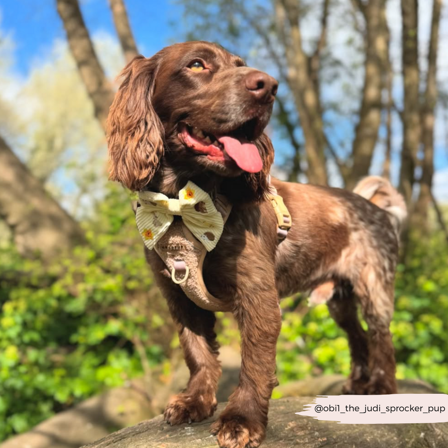 Cocopup Woodland Walkies