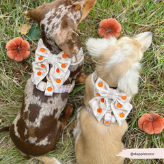 Cocopup Pumpkin Patch