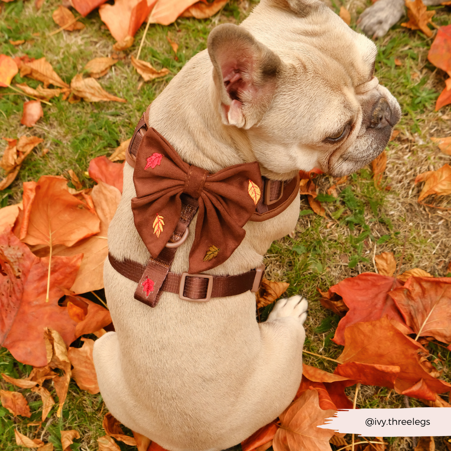 Cocopup Pawtumn Leaves