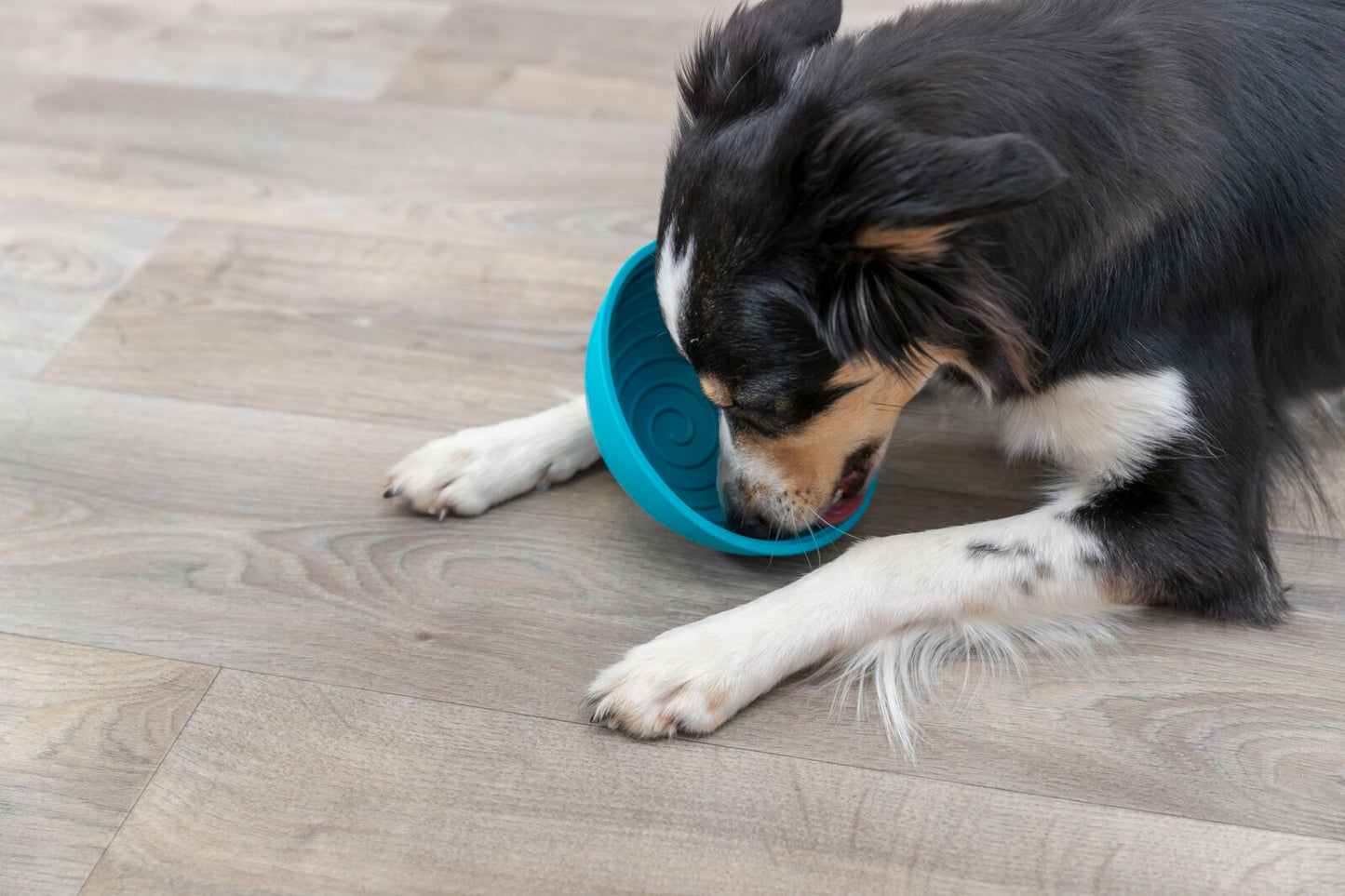 Lick’it bowl