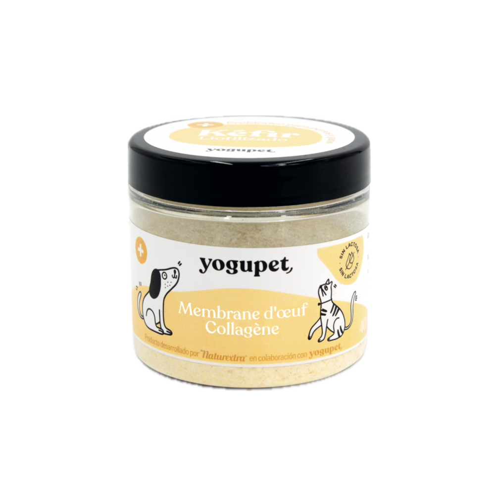 Kefir lyophilisé anti inflammatoire